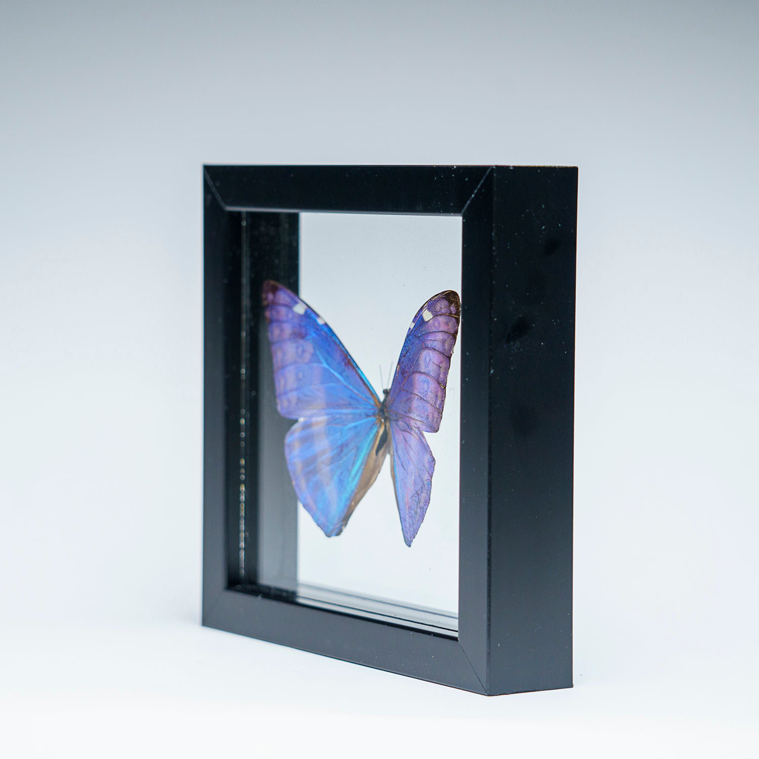 Morpho Didius Framed popular